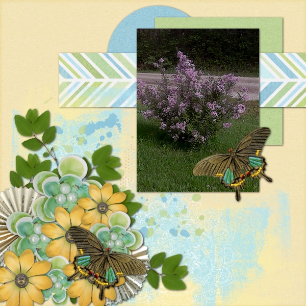 Bloomerang Lilac