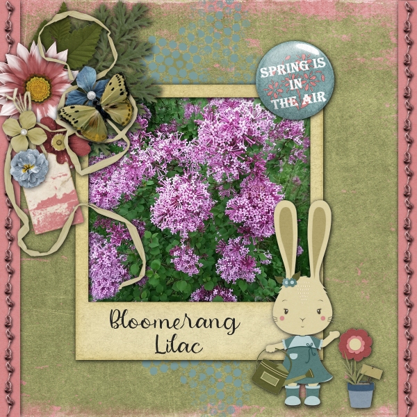 Bloomerang Lilac