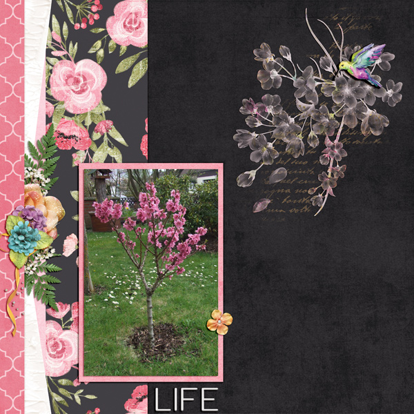 blooming almond tree
