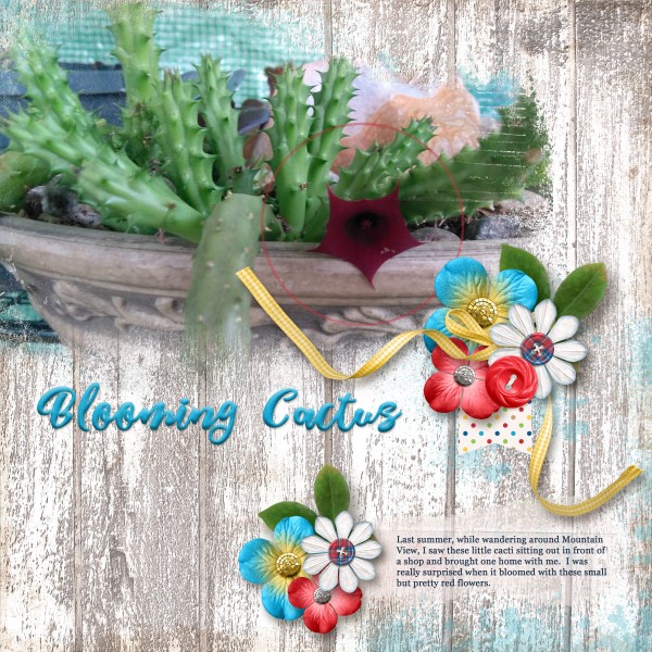 Blooming Cactus