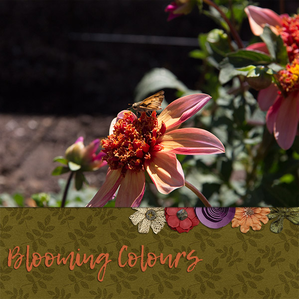 Blooming Colours