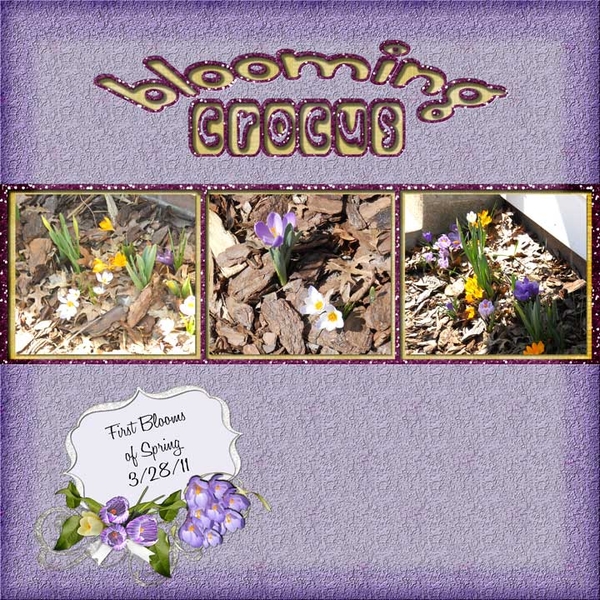 Blooming Crocus