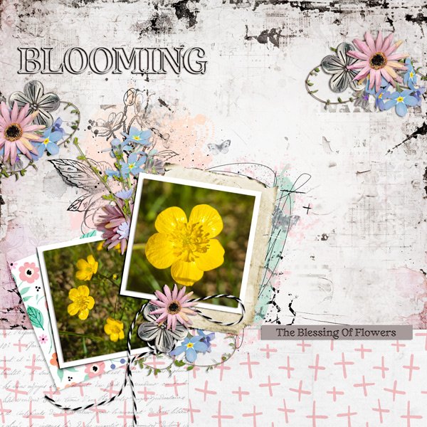 blooming.jpg