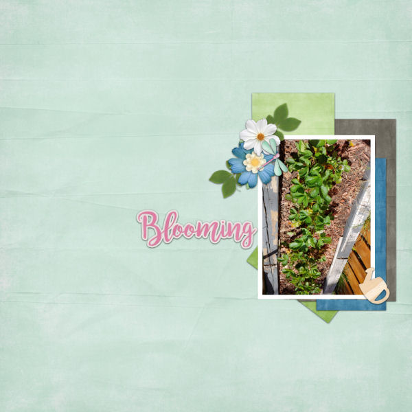 Blooming