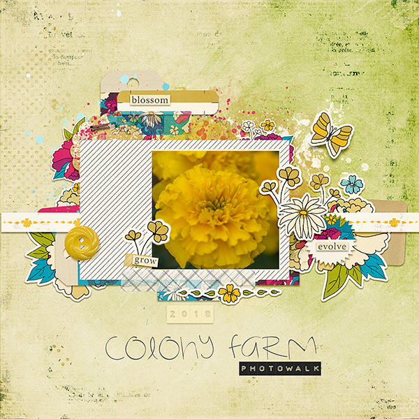 Blossom