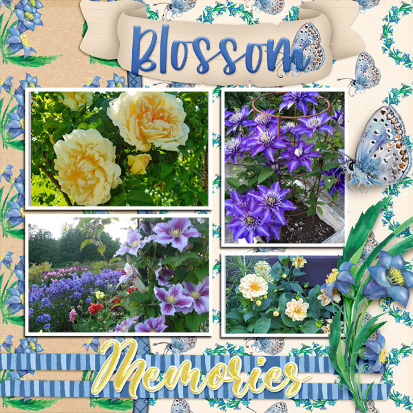 Blossom12