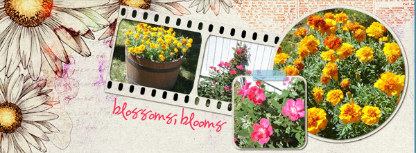 blossoms, blooms