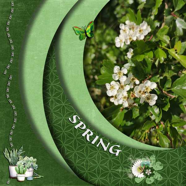blossoms in spring