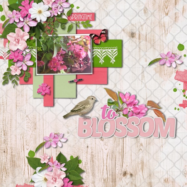 Blossoms