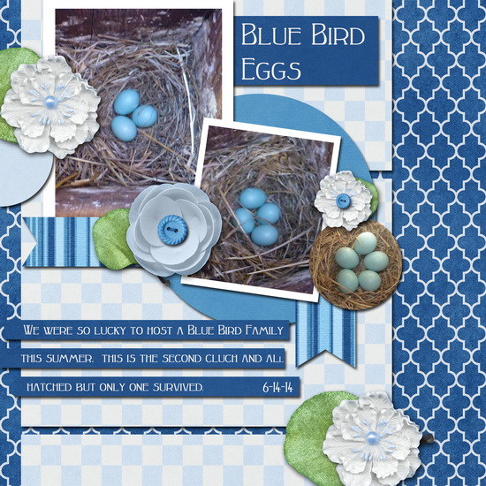 Blue Bird Eggs