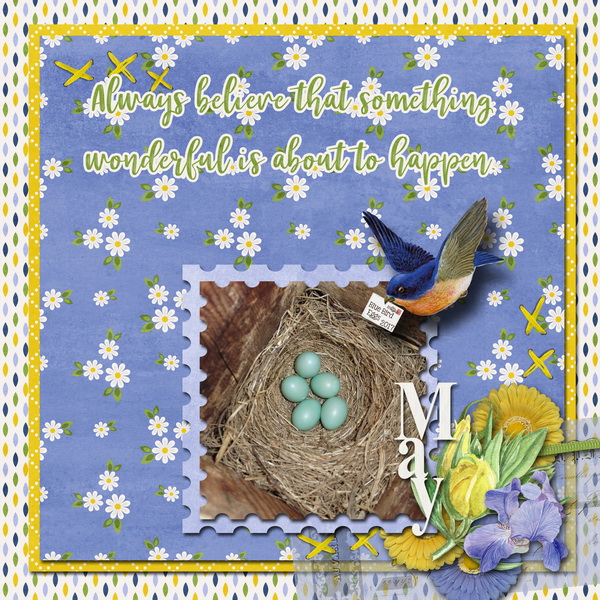 Blue Bird Eggs