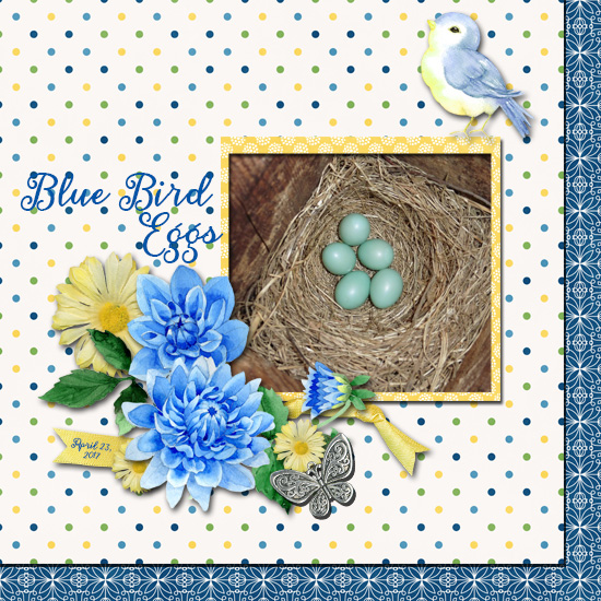 Blue Bird Eggs