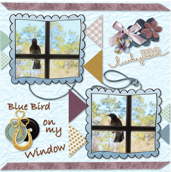 Blue Bird on my Window