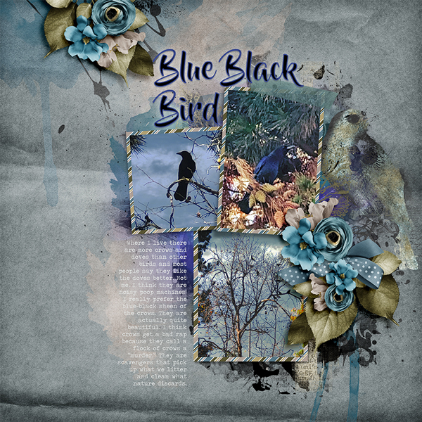 Blue Black Bird