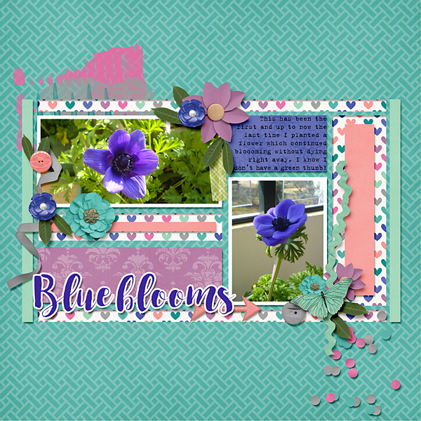 Blue blooms