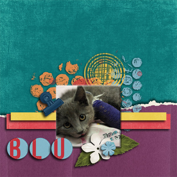 Blue cat