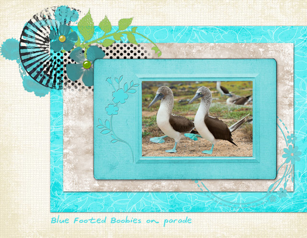 Blue Footed Boobies on Parade