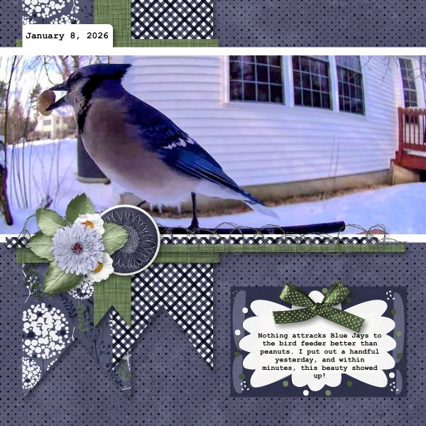 Blue Jay - January 8, 2026.jpg