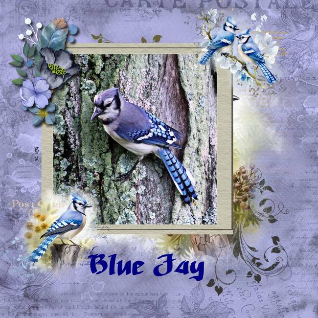 Blue Jay On Tree