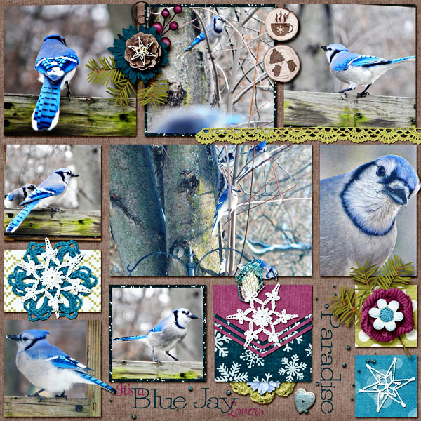 Blue Jay Paradise
