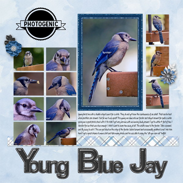 Blue Jay Photo Shoot