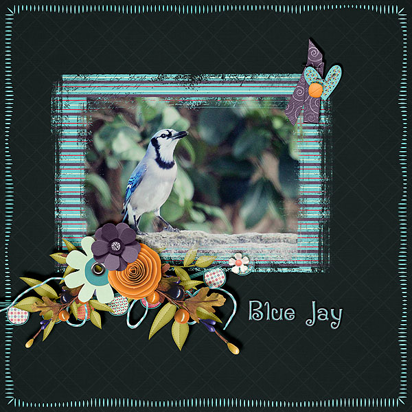Blue Jay