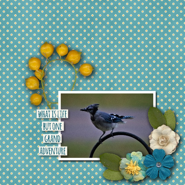 Blue Jay