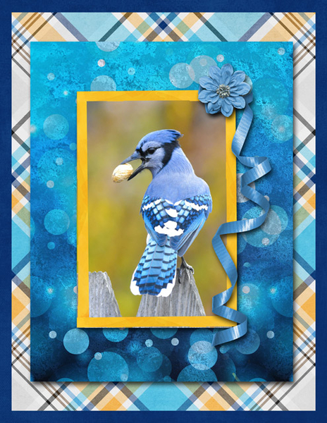 Blue Jay