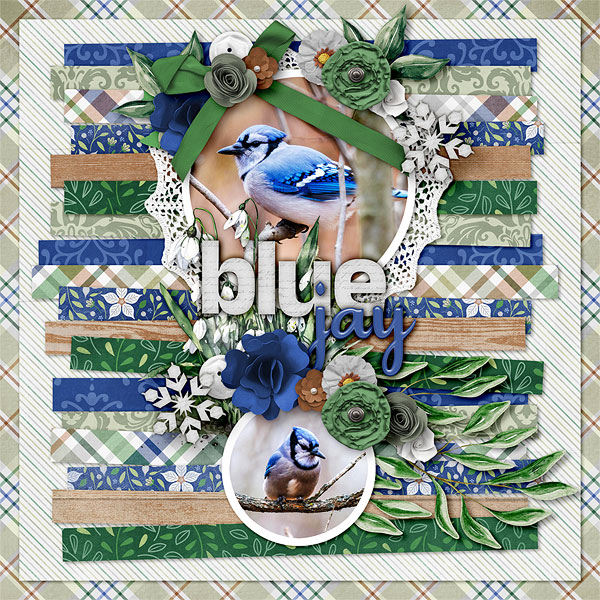 Blue Jay