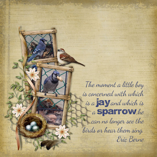 Blue Jays and Sparrows