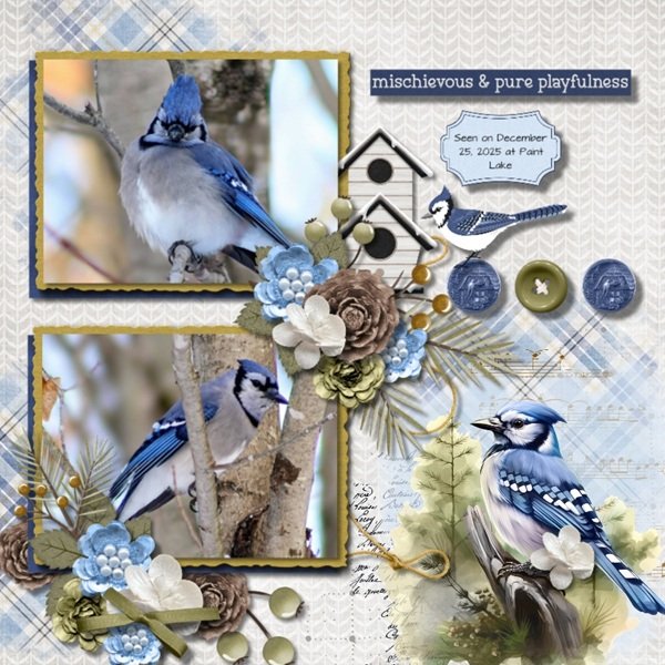 Blue Jays