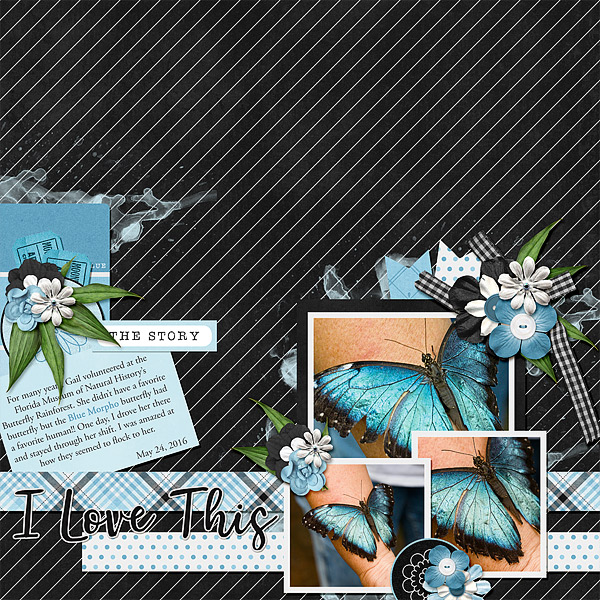 Blue Morpho Butterfly