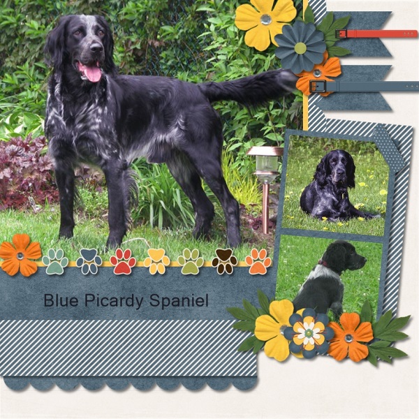 Blue Picardy Spaniel