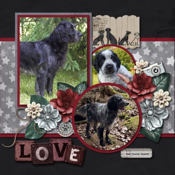 Blue Picardy Spaniels