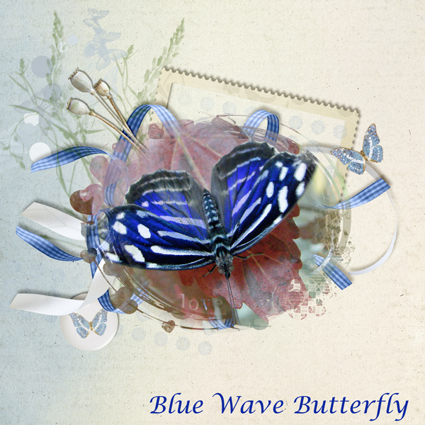 Blue Wave Butterfly