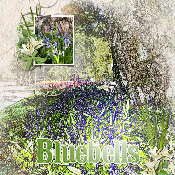 Bluebells