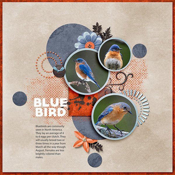 Bluebird
