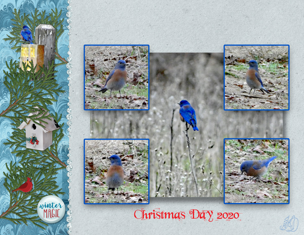 Bluebirds of Christmas