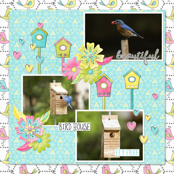 Bluebirds1