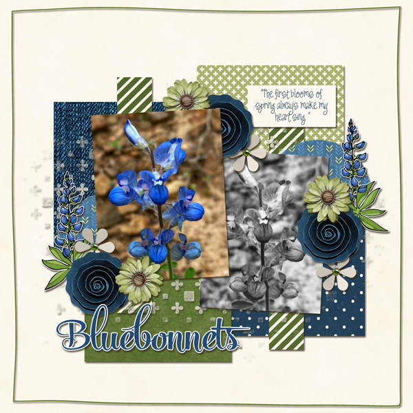 Bluebonnet