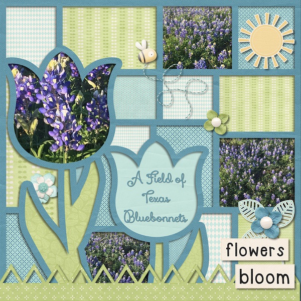 Bluebonnets