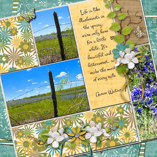 Bluebonnets