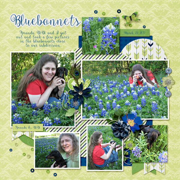 Bluebonnets