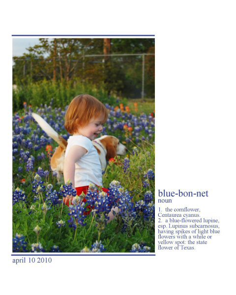 Bluebonnets