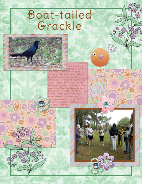Boat-tailed Grackle