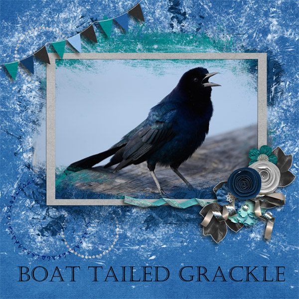 Boat Tailed Grackle