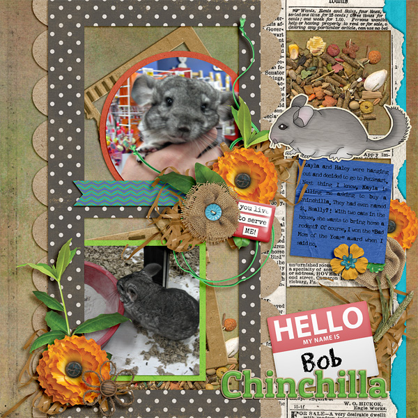 Bob-the-Chinchilla