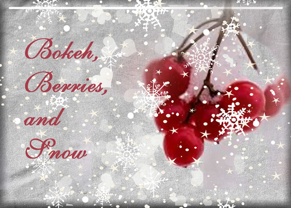 Bokeh, Berries, and Snow