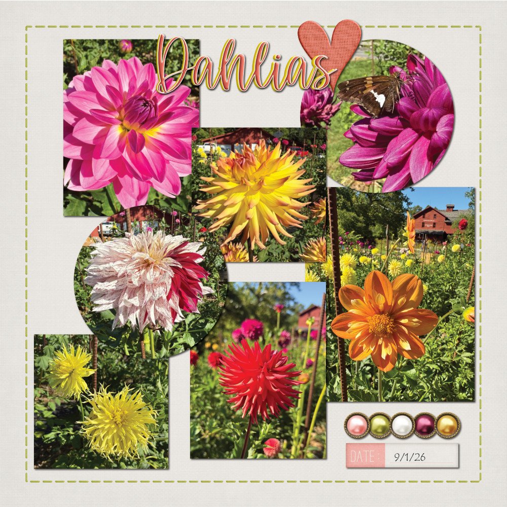 Bonneyville Mill Dahlias 9/1/25: Page 2