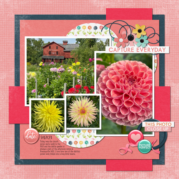 Bonneyville Mill Dahlias